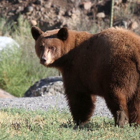 Yellowstone Condo Gardiner Kültér fotó