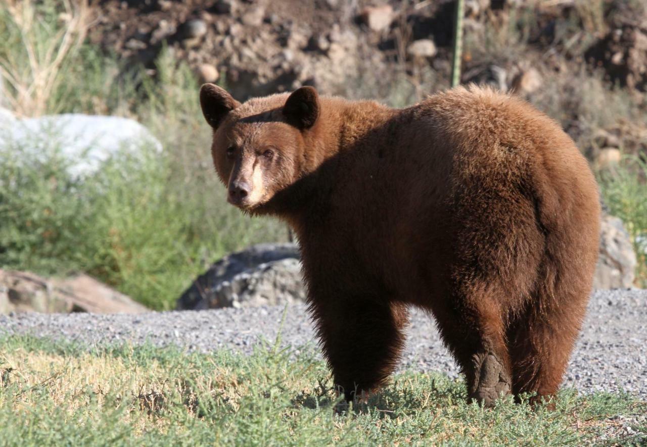 Yellowstone Condo Gardiner Kültér fotó